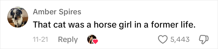 Adorably Cute Friendship Between A Cat And A Horse Is Melting Hearts All Over The Internet Adorably Cute Friendship Between A Cat And A Horse Is Melting Hearts All Over The Internet