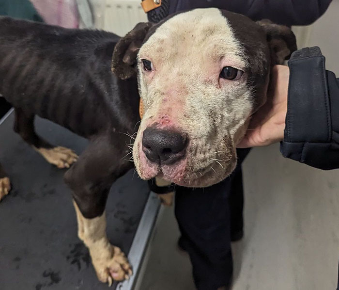 Rescued dog with soulful eyes getting gentle care, ready for her first Christmas in a loving home. Rescued dog with soulful eyes getting gentle care, ready for her first Christmas in a loving home.