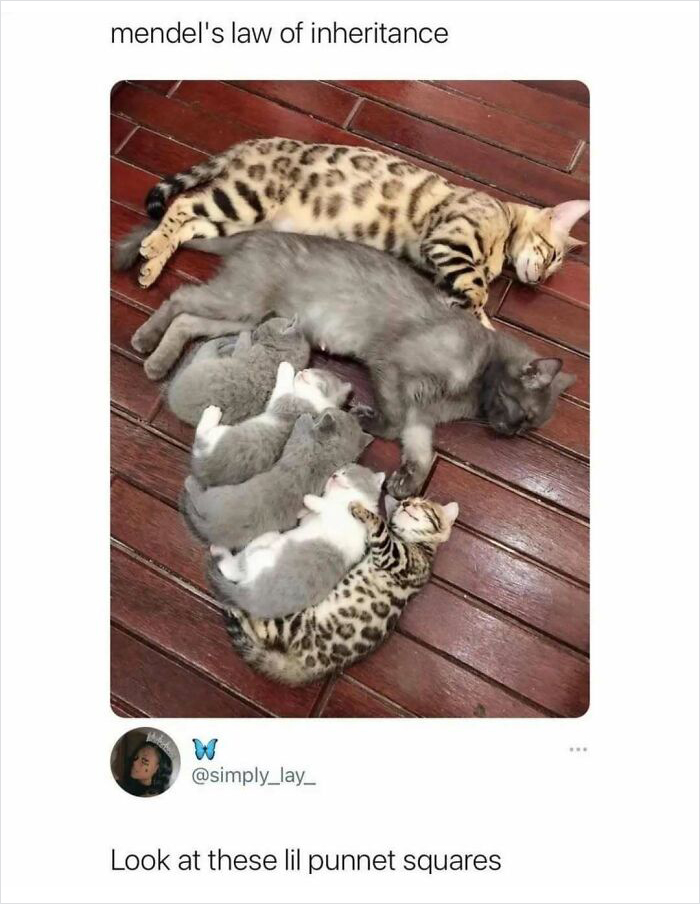Cats demonstrating Mendel's law with varied fur patterns, illustrating a humorous take on science memes.