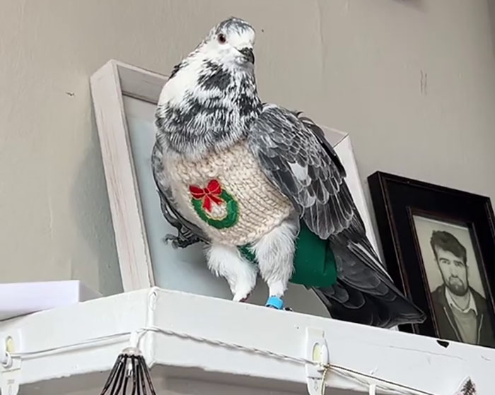 People Online Melt After Seeing This Adorable Pigeon Show Off His Christmas Sweaters People Online Melt After Seeing This Adorable Pigeon Show Off His Christmas Sweaters