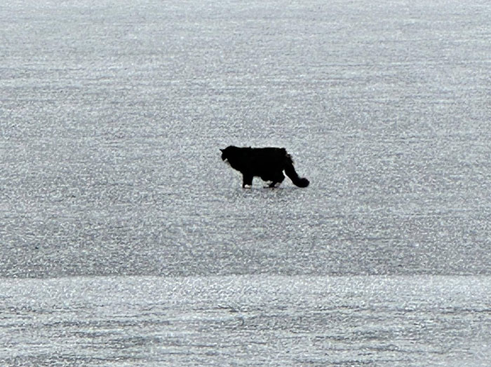 Blind cat on ice chunk on lake, alone and vulnerable in a vast icy landscape. Blind cat on ice chunk on lake, alone and vulnerable in a vast icy landscape.