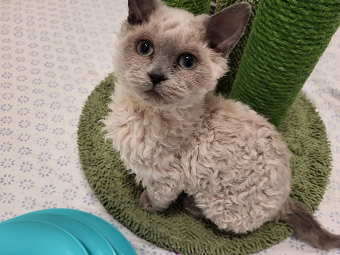 Plush-Like Curly Kittens Got Adopted In Record Time Due To Their Irresistibly Cute Appearance Plush-Like Curly Kittens Got Adopted In Record Time Due To Their Irresistibly Cute Appearance