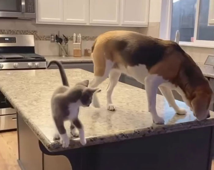 Dog and cat on kitchen counter displaying each other's traits. Dog and cat on kitchen counter displaying each other's traits.