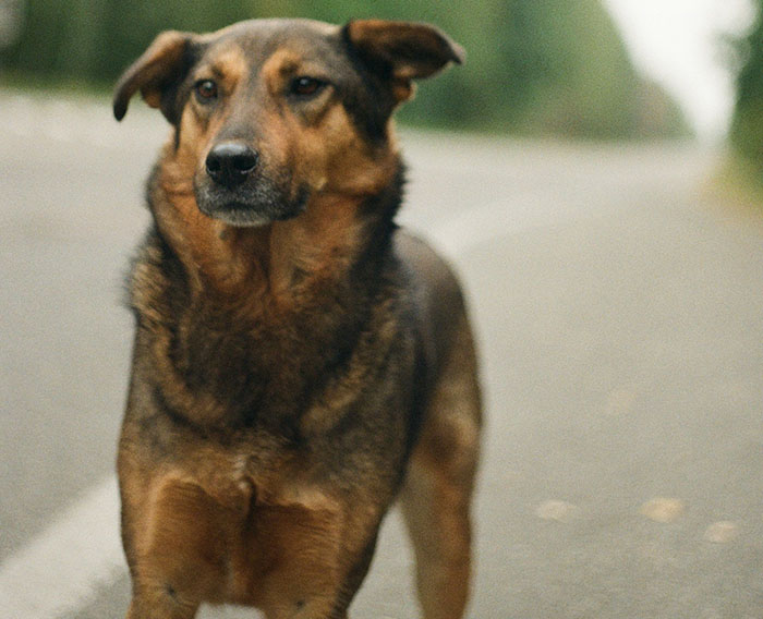 Dog near Chornobyl, displaying unique genetic traits, standing on a road. Dog near Chornobyl, displaying unique genetic traits, standing on a road.