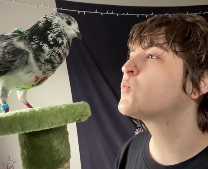 People Online Melt After Seeing This Adorable Pigeon Show Off His Christmas Sweaters People Online Melt After Seeing This Adorable Pigeon Show Off His Christmas Sweaters