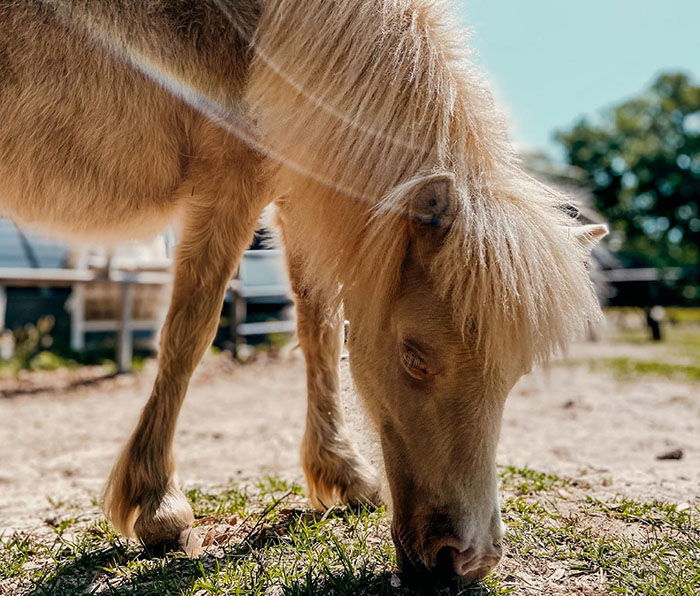 Abandoned baby horse grazing on grass, nursed back to health by a kind woman. Abandoned baby horse grazing on grass, nursed back to health by a kind woman.