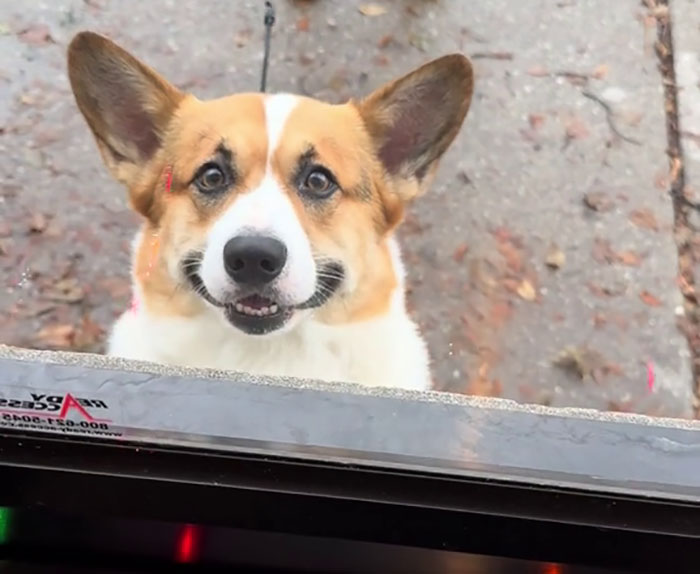 Pizzeria In Chicago Opens Doggie Treat Window, Goes Viral Due To The Most Wholesome Interactions Pizzeria In Chicago Opens Doggie Treat Window, Goes Viral Due To The Most Wholesome Interactions