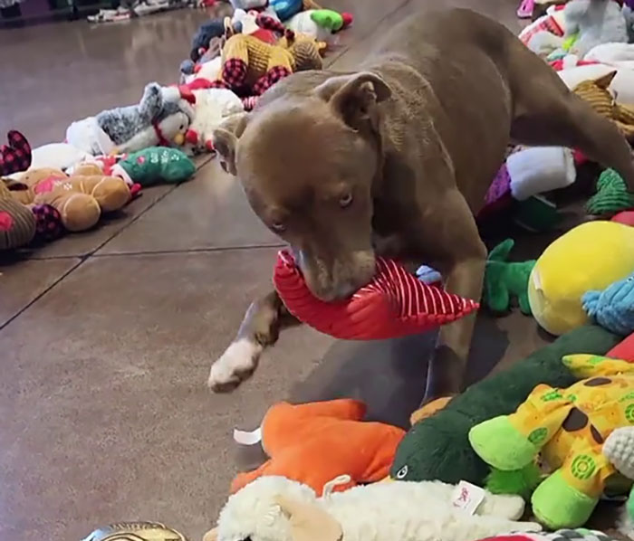 Dog picking Christmas gift from a pile of toys. Dog picking Christmas gift from a pile of toys.