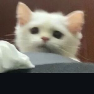 david-szewczyk avatar