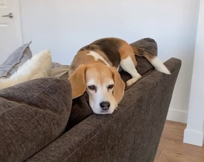 Dog lying on a couch backrest, showcasing traits similar to a cat's lounging behavior indoors. Dog lying on a couch backrest, showcasing traits similar to a cat's lounging behavior indoors.