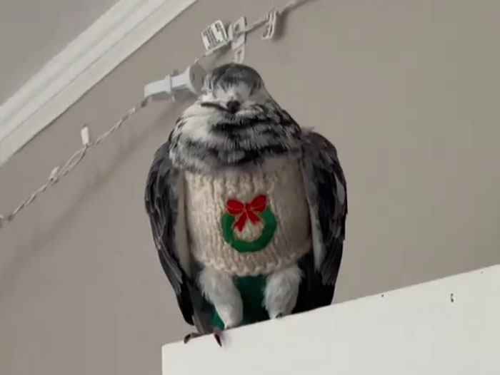 People Online Melt After Seeing This Adorable Pigeon Show Off His Christmas Sweaters People Online Melt After Seeing This Adorable Pigeon Show Off His Christmas Sweaters