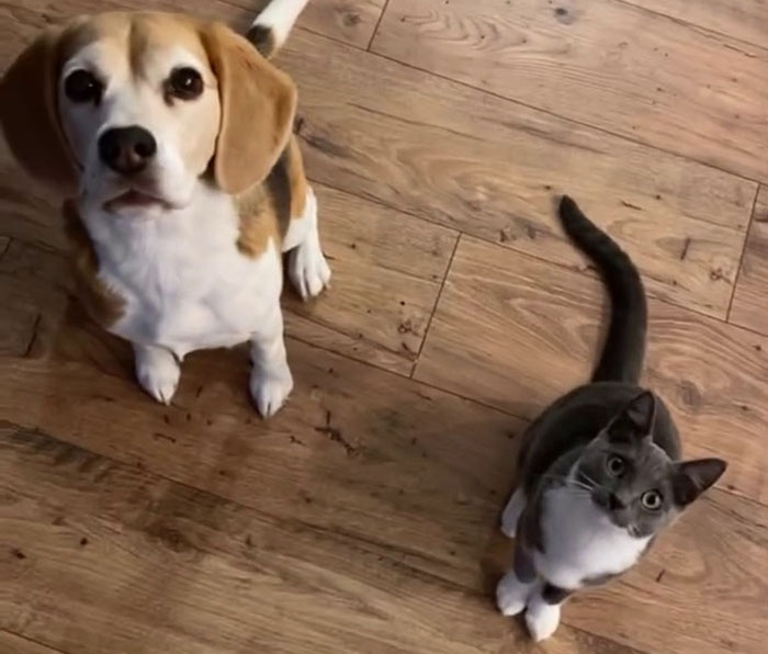 Dog and cat sitting together on wooden floor, showing companionship traits. Dog and cat sitting together on wooden floor, showing companionship traits.