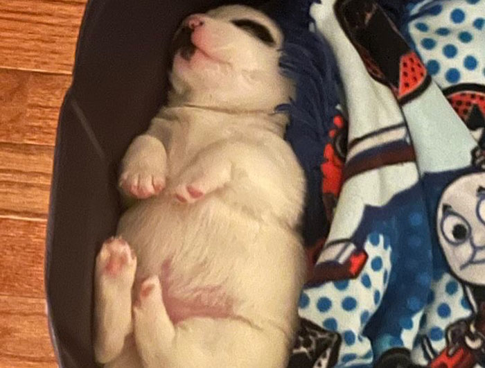 Adorable singleton puppy sleeping on colorful blanket after rescued dog's birth. Adorable singleton puppy sleeping on colorful blanket after rescued dog's birth.