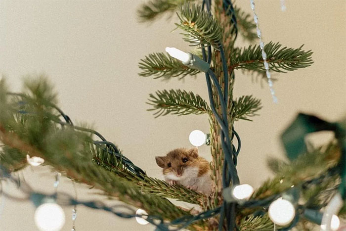 Cute Christmas animal, a small mouse nestled among festive tree branches and lights. Cute Christmas animal, a small mouse nestled among festive tree branches and lights.