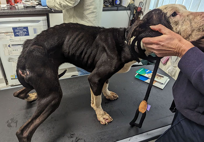 Rescued dog receiving care at a vet clinic, showing signs of recovery for her first Christmas in fur-ever home. Rescued dog receiving care at a vet clinic, showing signs of recovery for her first Christmas in fur-ever home.