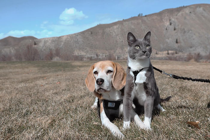 Dog and cat outdoors on leashes, sharing traits and relaxing together in a field. Dog and cat outdoors on leashes, sharing traits and relaxing together in a field.