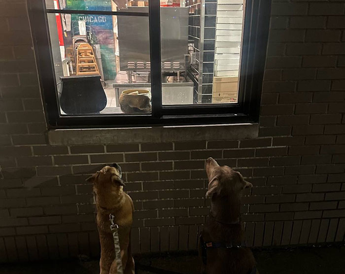 Pizzeria In Chicago Opens Doggie Treat Window, Goes Viral Due To The Most Wholesome Interactions Pizzeria In Chicago Opens Doggie Treat Window, Goes Viral Due To The Most Wholesome Interactions