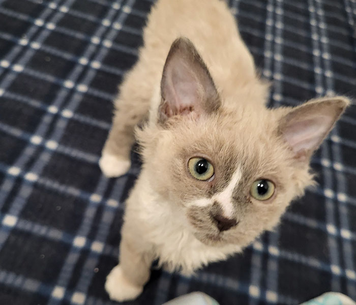 Plush-Like Curly Kittens Got Adopted In Record Time Due To Their Irresistibly Cute Appearance Plush-Like Curly Kittens Got Adopted In Record Time Due To Their Irresistibly Cute Appearance