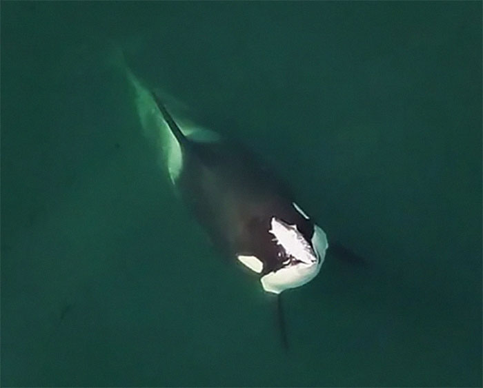 Orca swimming underwater, viewed from above in a calm ocean setting.