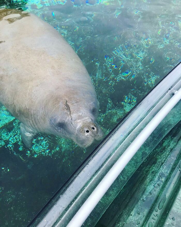 Baby manatee near boat, clear water visible, conveying warmth and affection. Baby manatee near boat, clear water visible, conveying warmth and affection.