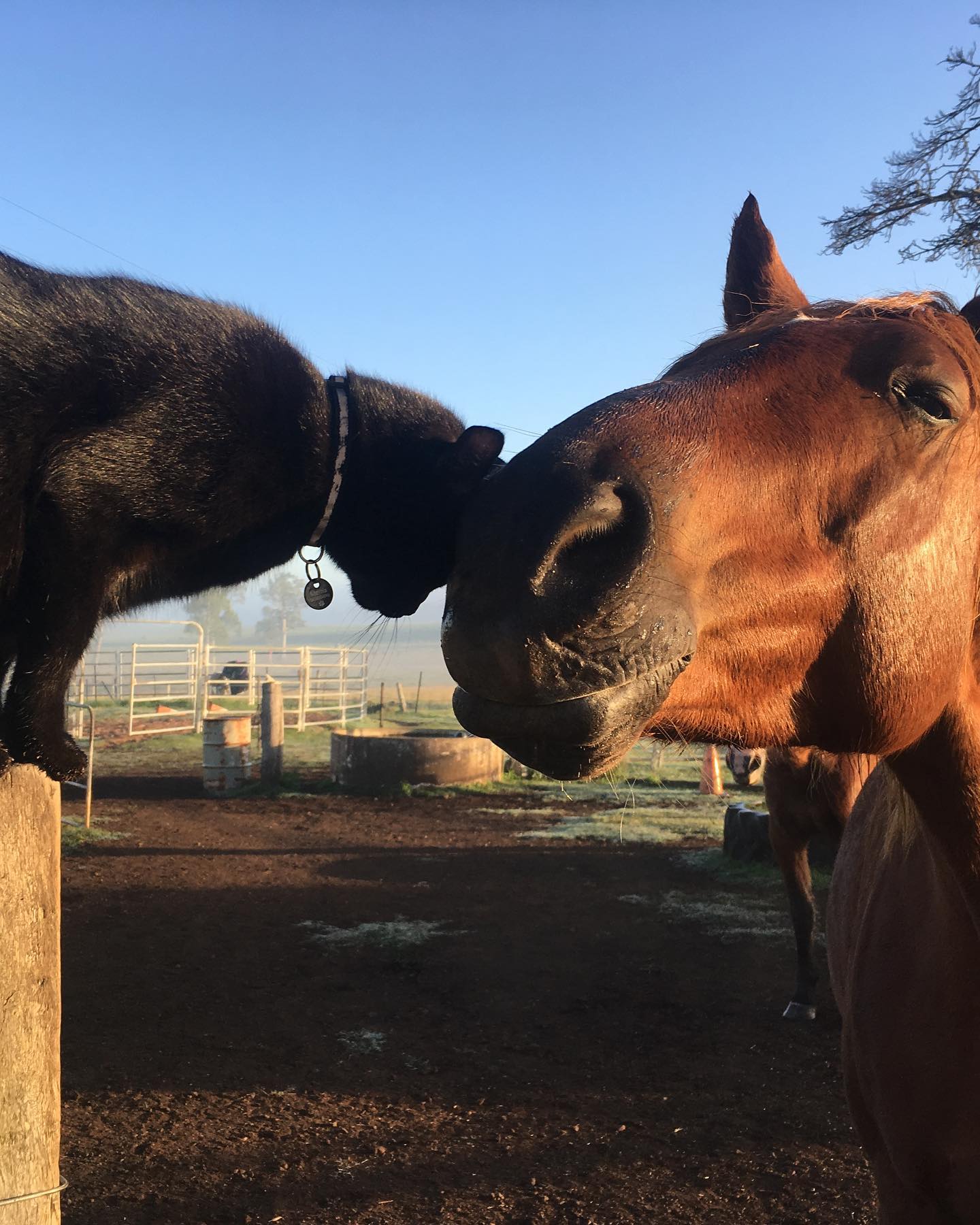 Adorably Cute Friendship Between A Cat And A Horse Is Melting Hearts All Over The Internet Adorably Cute Friendship Between A Cat And A Horse Is Melting Hearts All Over The Internet