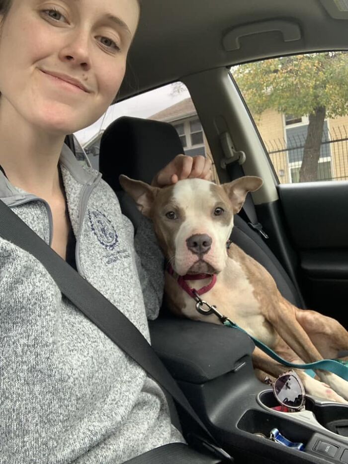 Abandoned Dog Spotted Shivering On A Chicago Bus Bench Finally Gets Help Abandoned Dog Spotted Shivering On A Chicago Bus Bench Finally Gets Help