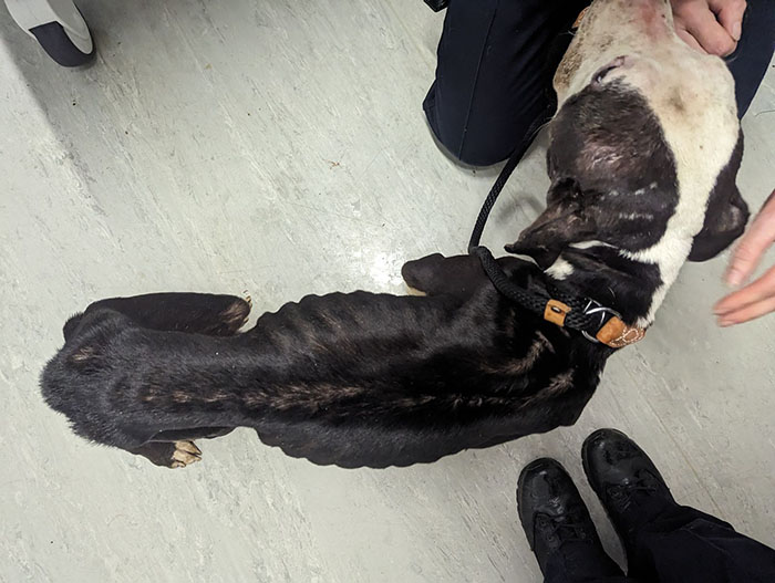 Rescued dog getting care indoors, preparing for first Christmas in a new home. Rescued dog getting care indoors, preparing for first Christmas in a new home.