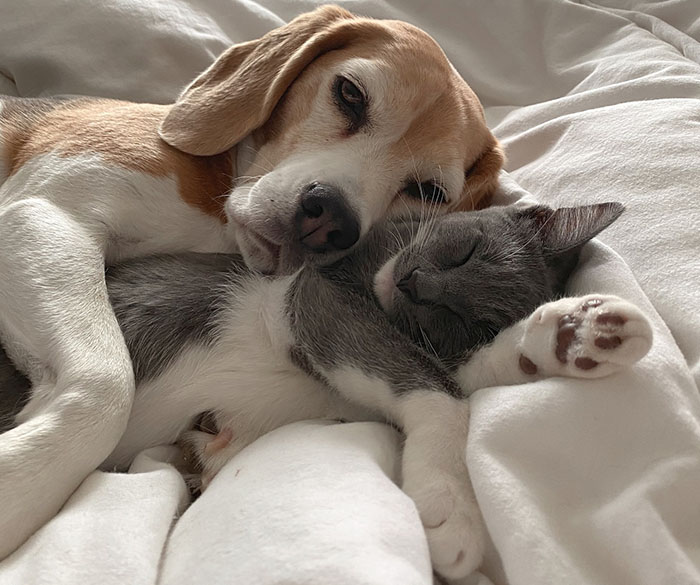 Dog and cat cuddling in bed, showcasing traits of harmonious living together. Dog and cat cuddling in bed, showcasing traits of harmonious living together.