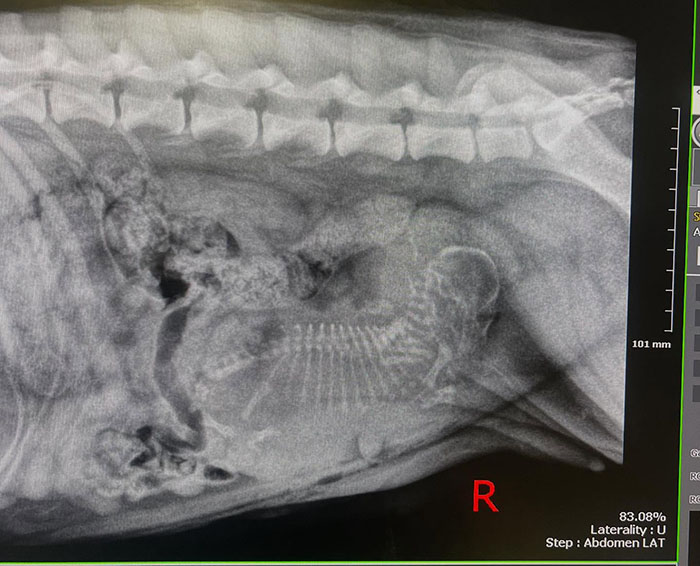 X-ray of a rescued dog showing a single large puppy in the womb, highlighting the dog's pregnancy. X-ray of a rescued dog showing a single large puppy in the womb, highlighting the dog's pregnancy.