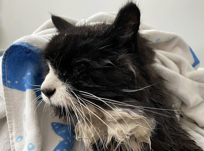 Blind cat wrapped in a blanket after rescue from ice chunk on a lake. Blind cat wrapped in a blanket after rescue from ice chunk on a lake.