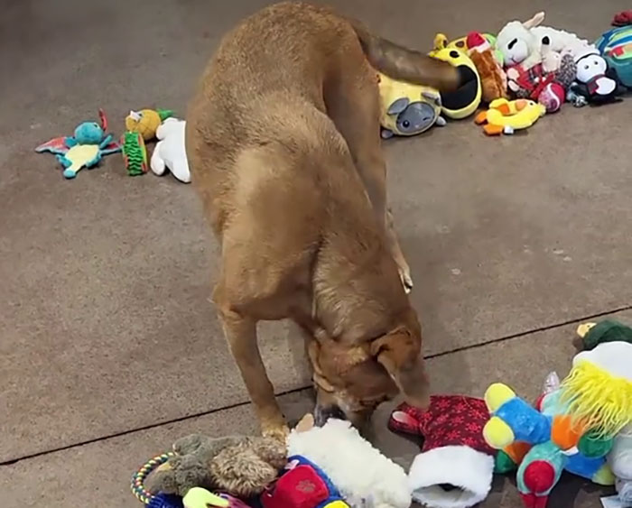 Dog choosing Christmas gifts from a variety of colorful toys scattered on the floor. Dog choosing Christmas gifts from a variety of colorful toys scattered on the floor.