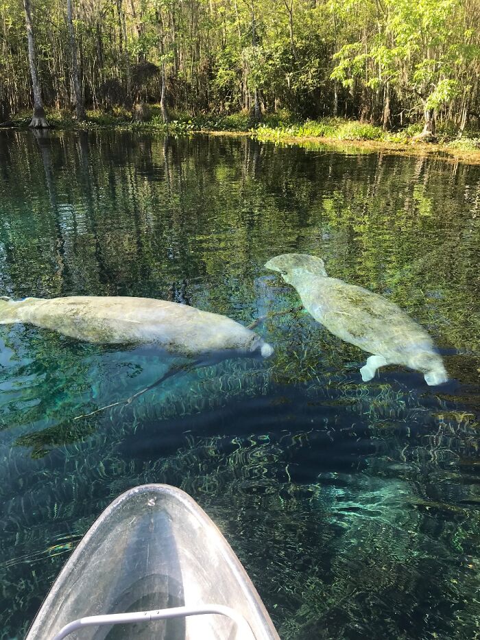 Baby manatee kissing mom in a clear river, enchanting nature scene. Baby manatee kissing mom in a clear river, enchanting nature scene.