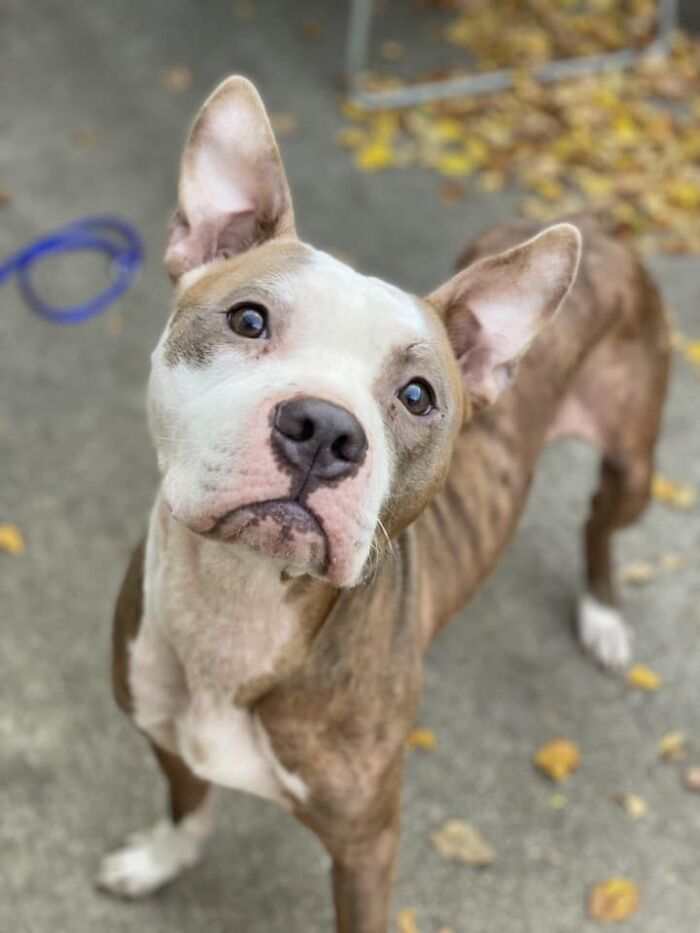 Abandoned Dog Spotted Shivering On A Chicago Bus Bench Finally Gets Help Abandoned Dog Spotted Shivering On A Chicago Bus Bench Finally Gets Help