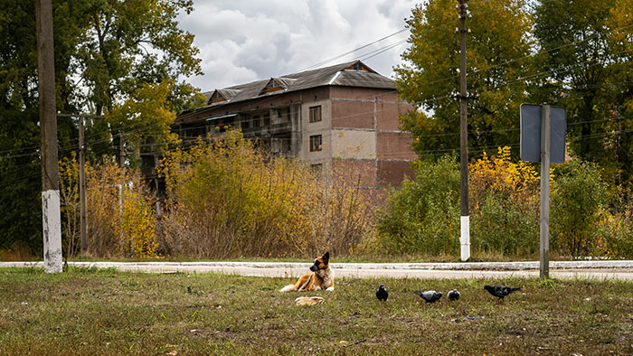 Dog near Chornobyl, lying on grass, old building and trees in background, highlighting genetic differences. Dog near Chornobyl, lying on grass, old building and trees in background, highlighting genetic differences.