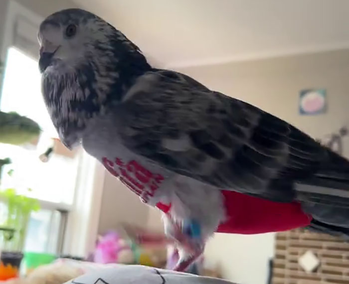 People Online Melt After Seeing This Adorable Pigeon Show Off His Christmas Sweaters People Online Melt After Seeing This Adorable Pigeon Show Off His Christmas Sweaters