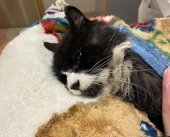 Blind cat wrapped in colorful blanket, resting after rescue from ice lake. Blind cat wrapped in colorful blanket, resting after rescue from ice lake.