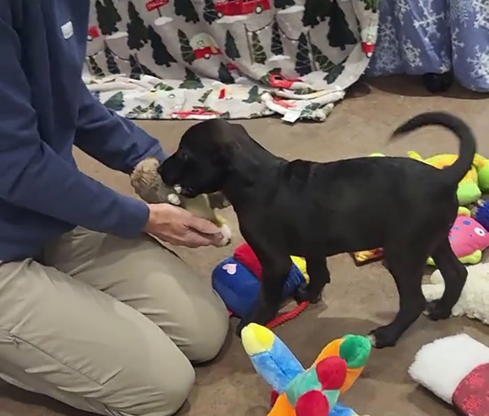 Dog choosing from Christmas gifts, with colorful toys and festive decorations in the background. Dog choosing from Christmas gifts, with colorful toys and festive decorations in the background.