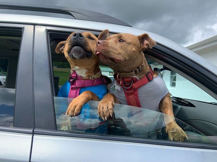 Two happy dogs enjoying a car ride, wearing colorful harnesses, symbolizing friendship and a joyful life after shelter stay. Two happy dogs enjoying a car ride, wearing colorful harnesses, symbolizing friendship and a joyful life after shelter stay.