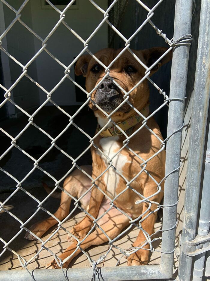 A shelter dog sits behind a chain-link fence, waiting for a new best friend to enjoy life again. A shelter dog sits behind a chain-link fence, waiting for a new best friend to enjoy life again.