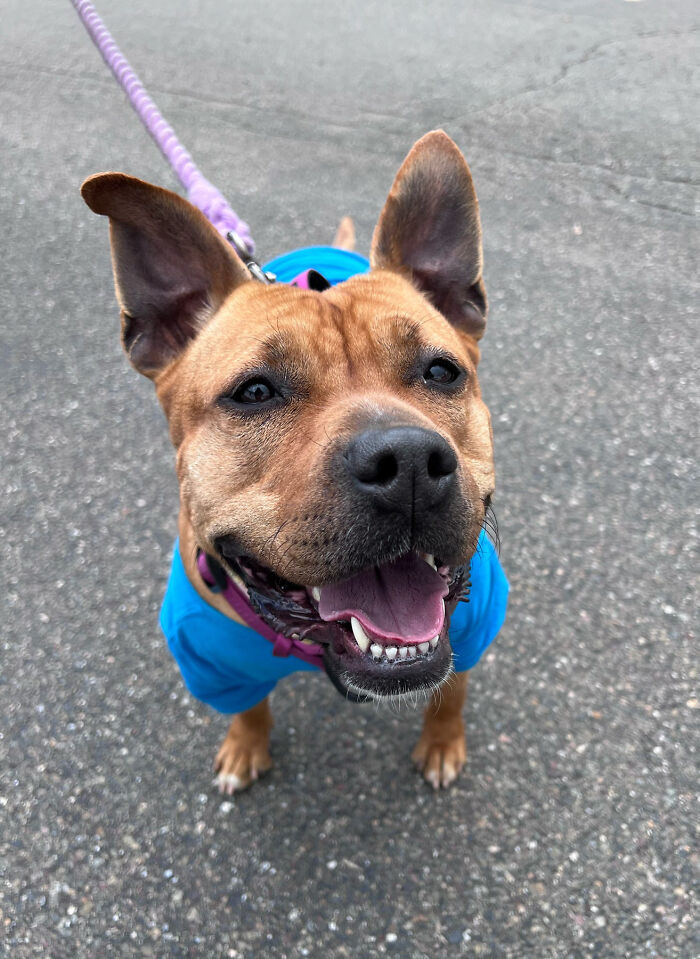 Happy dog on a leash wearing a blue vest, enjoying life with a new friend. Happy dog on a leash wearing a blue vest, enjoying life with a new friend.
