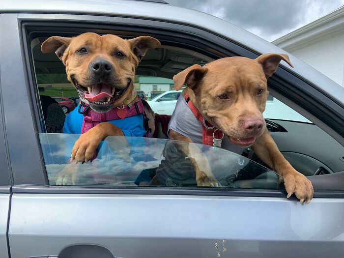 Two happy dogs enjoying a car ride, symbolizing friendship and newfound joy. Two happy dogs enjoying a car ride, symbolizing friendship and newfound joy.