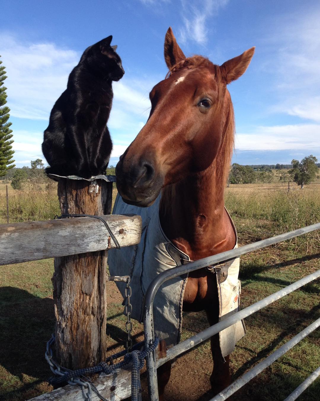 Adorably Cute Friendship Between A Cat And A Horse Is Melting Hearts All Over The Internet Adorably Cute Friendship Between A Cat And A Horse Is Melting Hearts All Over The Internet