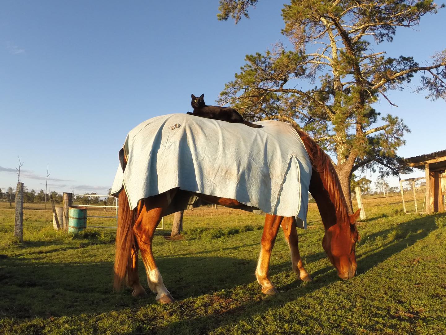 Adorably Cute Friendship Between A Cat And A Horse Is Melting Hearts All Over The Internet Adorably Cute Friendship Between A Cat And A Horse Is Melting Hearts All Over The Internet