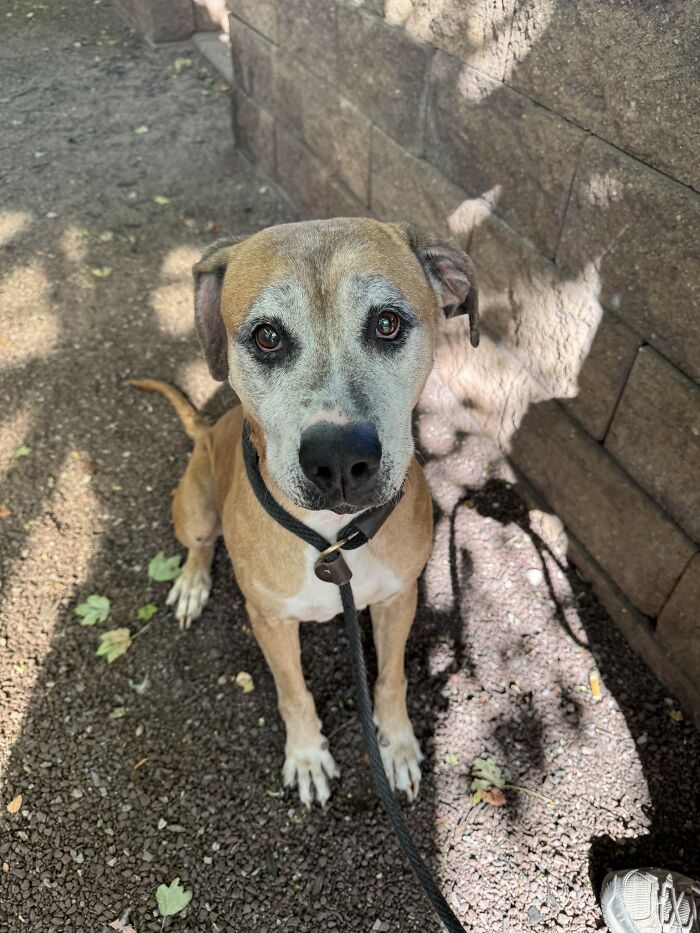 Rescued 12-year-old dog with leash, looking hopeful in a shaded outdoor area. Rescued 12-year-old dog with leash, looking hopeful in a shaded outdoor area.