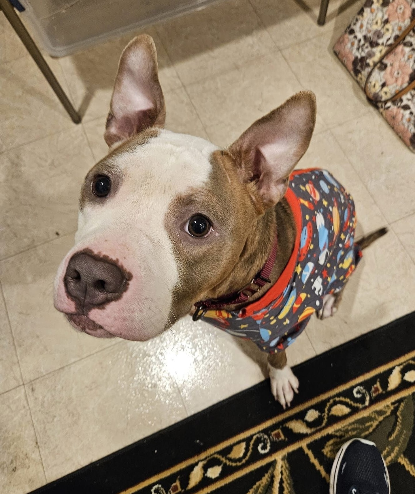 Abandoned Dog Spotted Shivering On A Chicago Bus Bench Finally Gets Help Abandoned Dog Spotted Shivering On A Chicago Bus Bench Finally Gets Help
