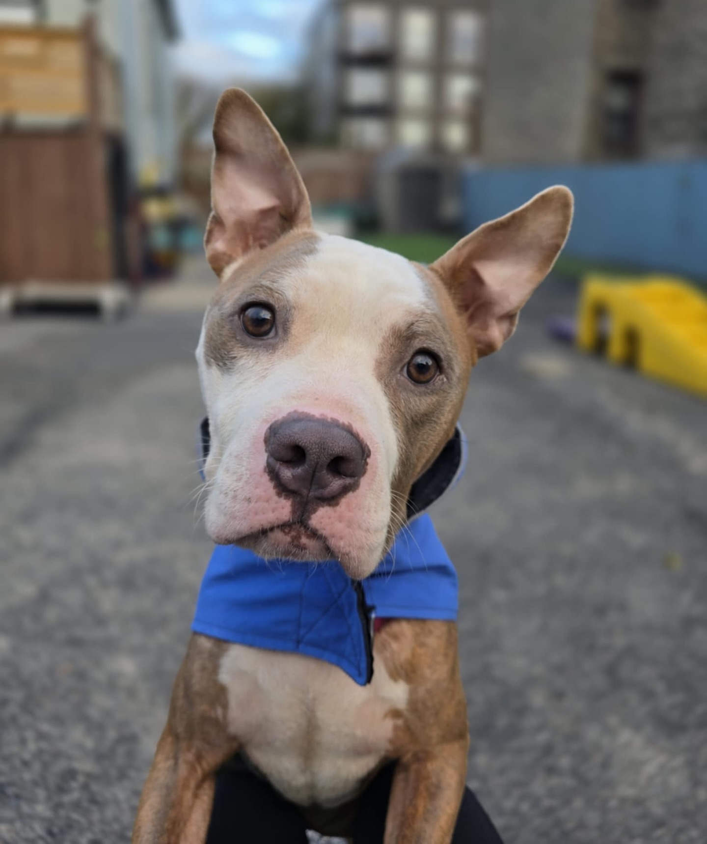 Abandoned Dog Spotted Shivering On A Chicago Bus Bench Finally Gets Help Abandoned Dog Spotted Shivering On A Chicago Bus Bench Finally Gets Help