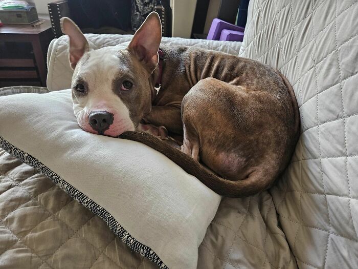 Abandoned Dog Spotted Shivering On A Chicago Bus Bench Finally Gets Help Abandoned Dog Spotted Shivering On A Chicago Bus Bench Finally Gets Help