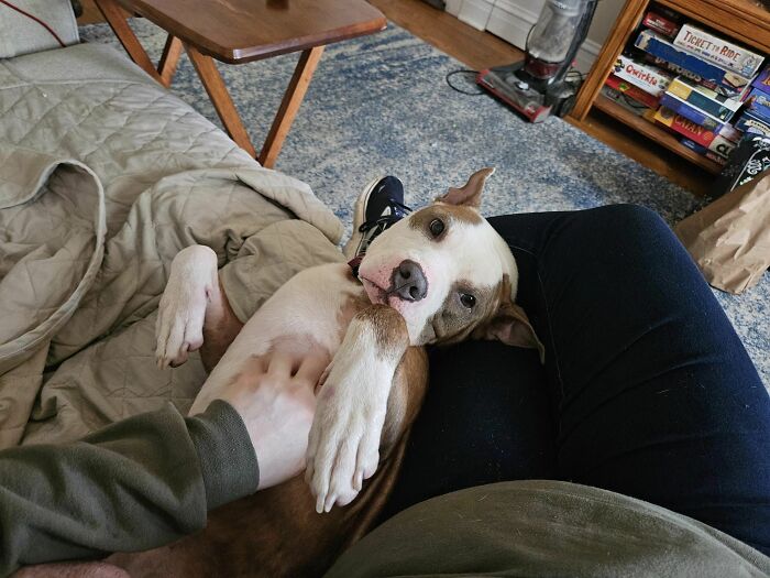Abandoned Dog Spotted Shivering On A Chicago Bus Bench Finally Gets Help Abandoned Dog Spotted Shivering On A Chicago Bus Bench Finally Gets Help