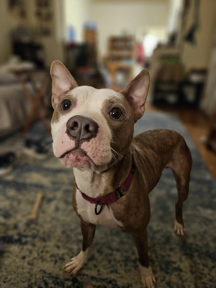 Abandoned Dog Spotted Shivering On A Chicago Bus Bench Finally Gets Help Abandoned Dog Spotted Shivering On A Chicago Bus Bench Finally Gets Help
