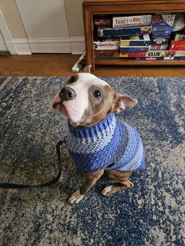 Abandoned Dog Spotted Shivering On A Chicago Bus Bench Finally Gets Help Abandoned Dog Spotted Shivering On A Chicago Bus Bench Finally Gets Help